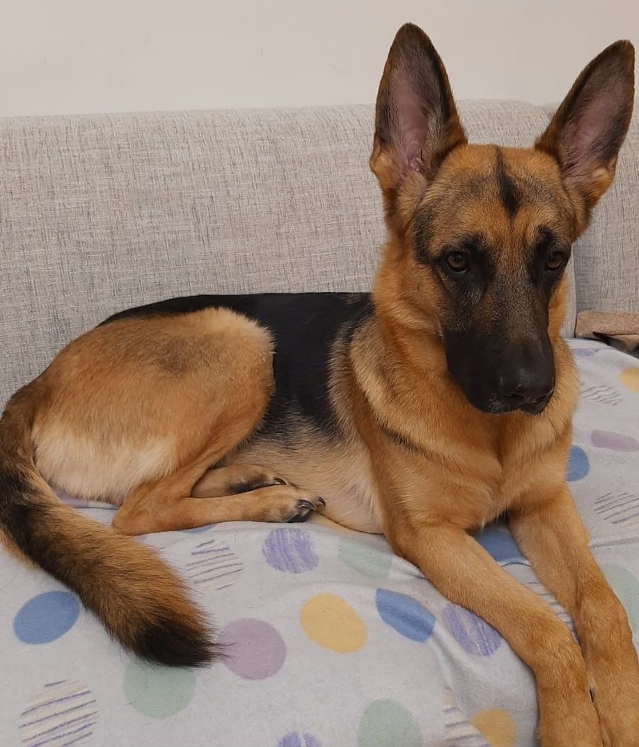 Hund sitzt auf Couch