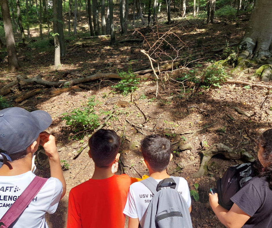 Wildtiere und Natur bestaunen im Naturpark Sparbach