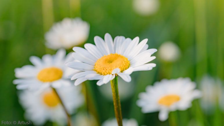 Gänseblümchen auf Wiese